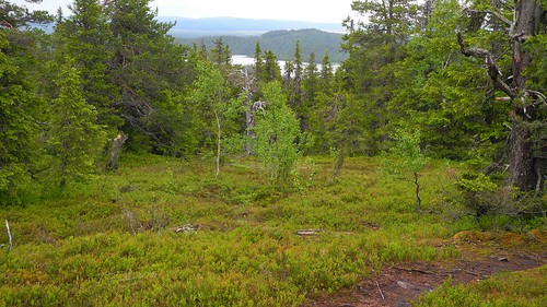 summer lake forest finland landscape geotagged july kuusamo fin 2014 konttainen koillismaa 201407 20140705 geo:lat=6621111698 geo:lon=2921286107