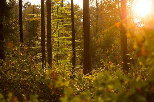 autumn sunset color nature forest canon germany deutschland europa europe sonnenuntergang herbst national wald geographic farben eos6d canon6d cfaobam