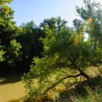 Río Duero. Bosque de ribera