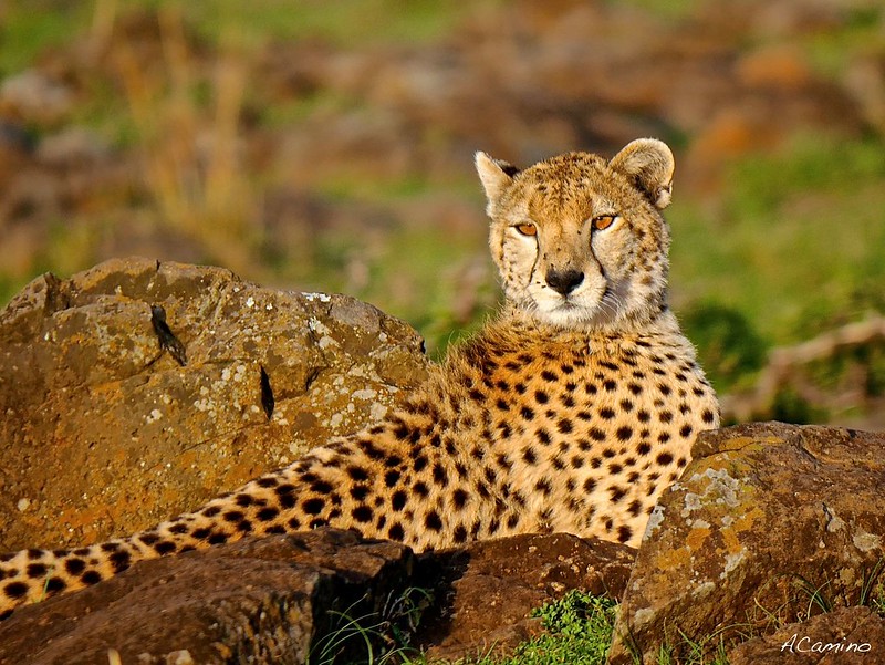 El parto de una gacela en un Masai Mara, lleno de búfalos, leones, guepardos... - 12 días de Safari en Kenia: Jambo bwana (1)