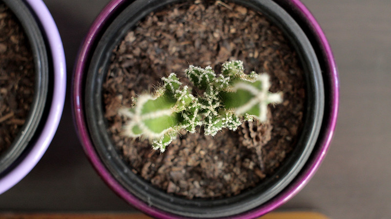 cactus (9)