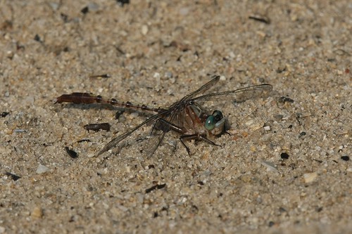 usa dragonfly southcarolina clubtail odonata arigomphus pallidus gomphidae horrycounty clubtails littlepeedeeriver graygreenclubtail arigomphuspallidus punchpolelanding