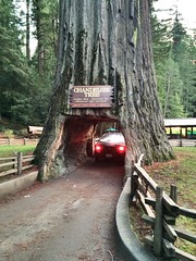 2400 years old but still not big enough for a Westy. #ca #redwoods #drivethrutree