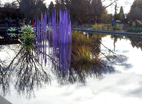 Purple spears in a pond