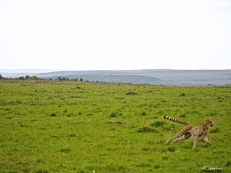 Gran dia en el M.Mara viendo cazar a los guepardos - 12 días de Safari en Kenia: Jambo bwana (56)