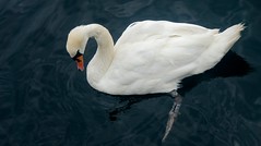 Gulbė nebylė (Cygnus olor)  Mute Swan –   DSC08738