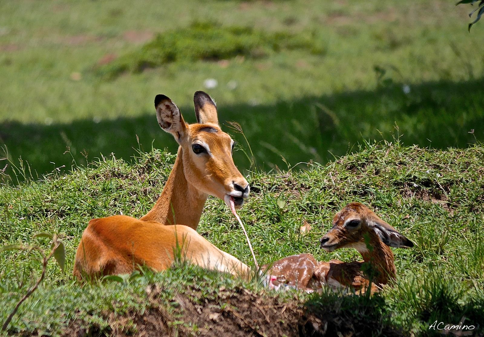 El parto de una gacela en un Masai Mara, lleno de búfalos, leones, guepardos... - 12 días de Safari en Kenia: Jambo bwana (14)