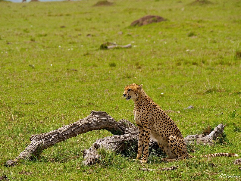 12 días de Safari en Kenia: Jambo bwana - Blogs de Kenia - Gran dia en el M.Mara viendo cazar a los guepardos (35)