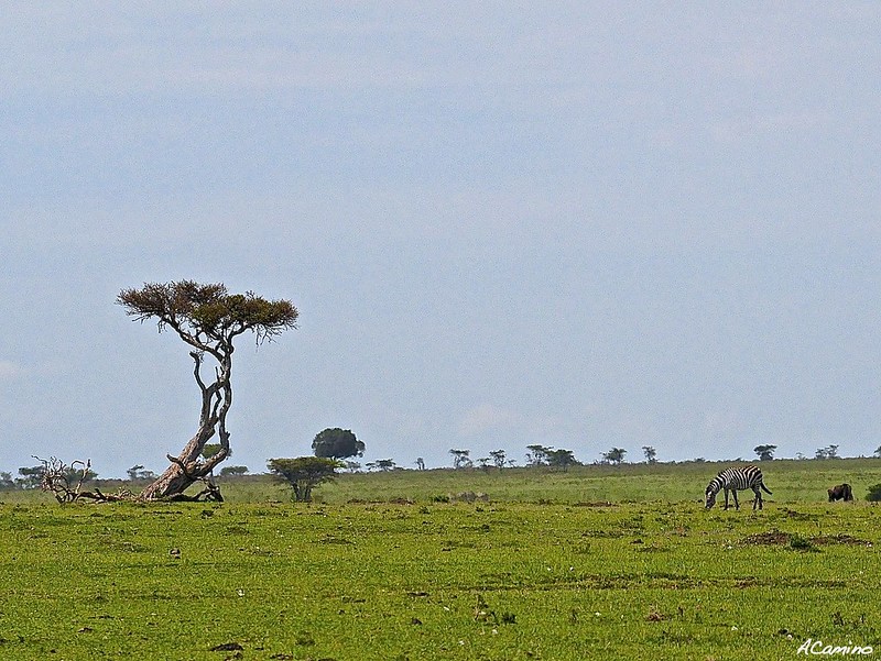 12 días de Safari en Kenia: Jambo bwana - Blogs de Kenia - Gran dia en el M.Mara viendo cazar a los guepardos (11)