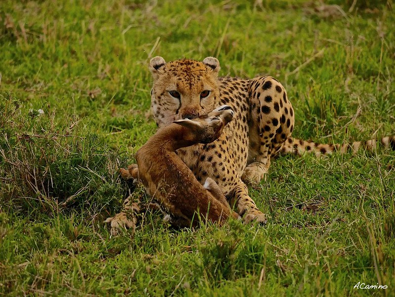 12 días de Safari en Kenia: Jambo bwana - Blogs de Kenia - Gran dia en el M.Mara viendo cazar a los guepardos (79)