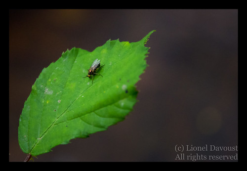 Fly on a leaf