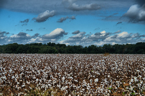 Cotton Above and Below