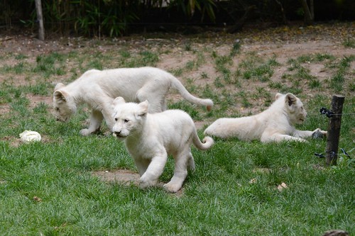 Transvaal-Löwen Nachwuchs im Zoo de La Flèche