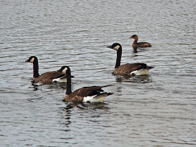 Canada Geese and Pied-billed Grebe 20141007