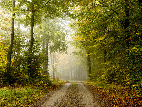 autumn nature fog forest sweden halland