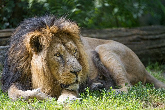 Male Asiatic lion lying on the grass