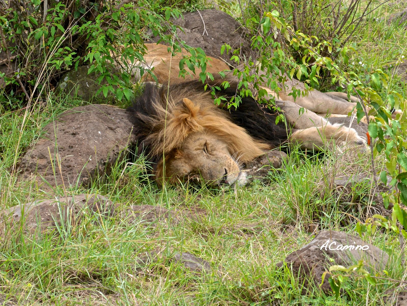 12 días de Safari en Kenia: Jambo bwana - Blogs de Kenia - 2º safari en el Mara: Hipos, Leones, Leopardos, hienas, jirafas, puesta de sol (25)