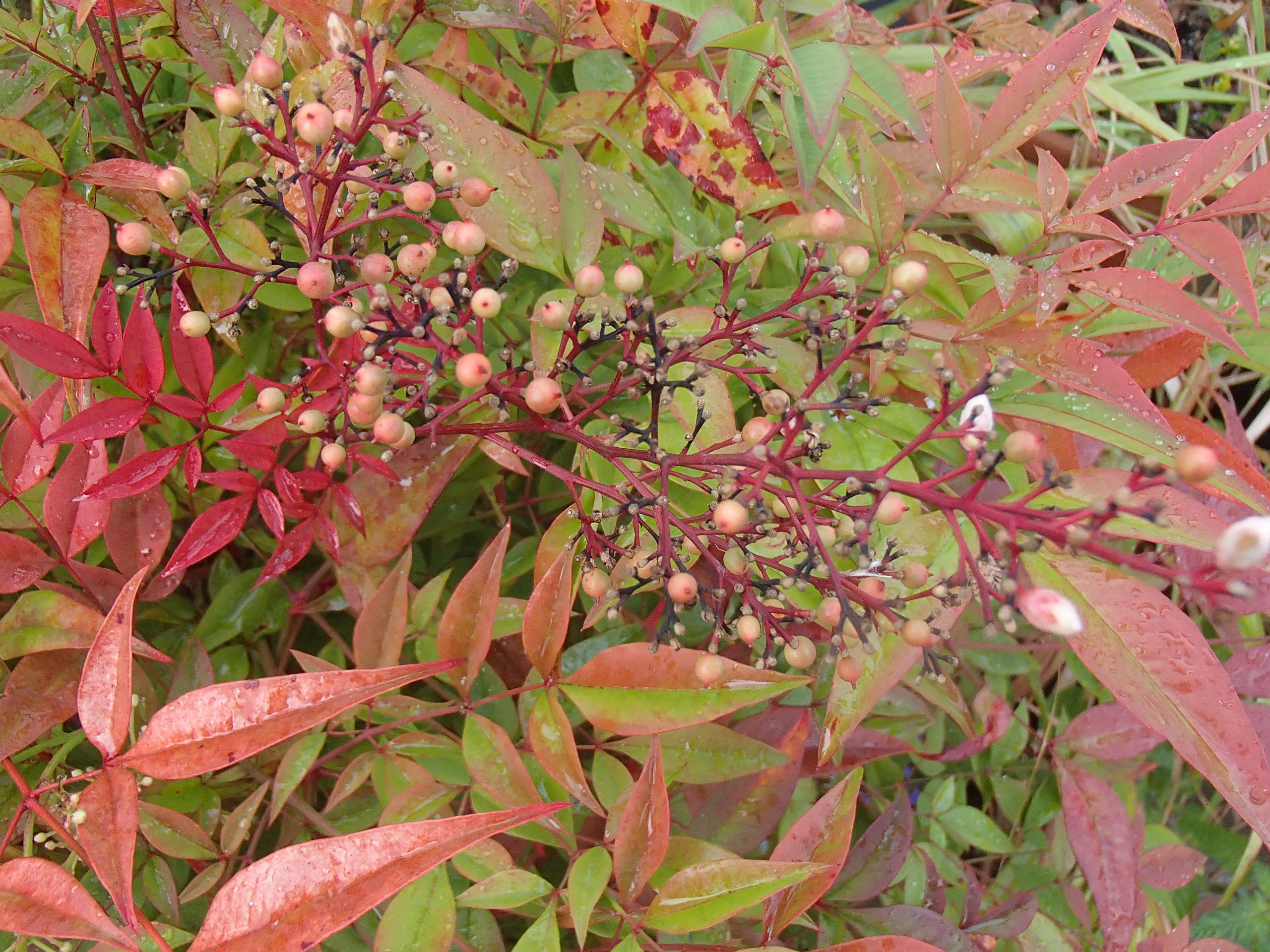nandina-domestica-berries