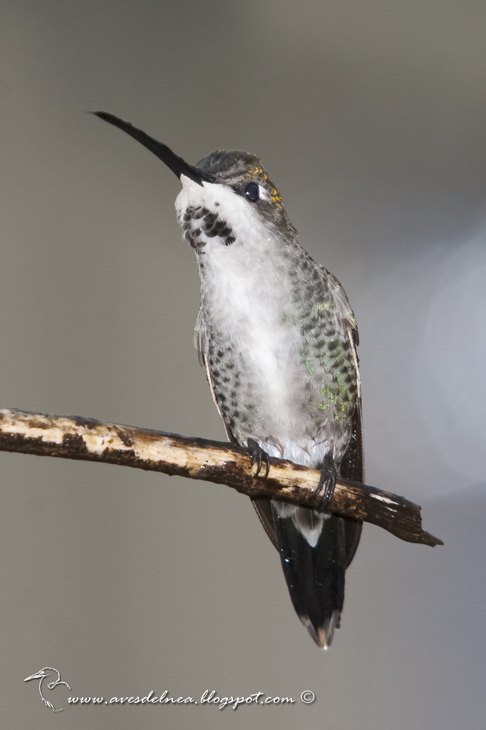 Picaflor picudo (Long-billed Starthroat) Heliomaster longirostris