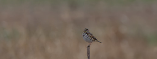 bird sparrow savannahsparrow passerculussandwichensis