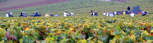 pinot noir grape harvest bourgogne burgundy france pickers vino vines morning bokeh 100v10f romaneeconti