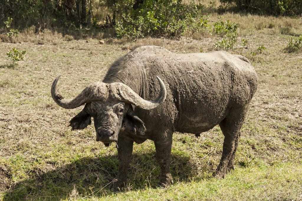 Ol Pejeta Conservancy / Monte Kenya - MEMORIAS DE KENIA 14 días de Safari (9)