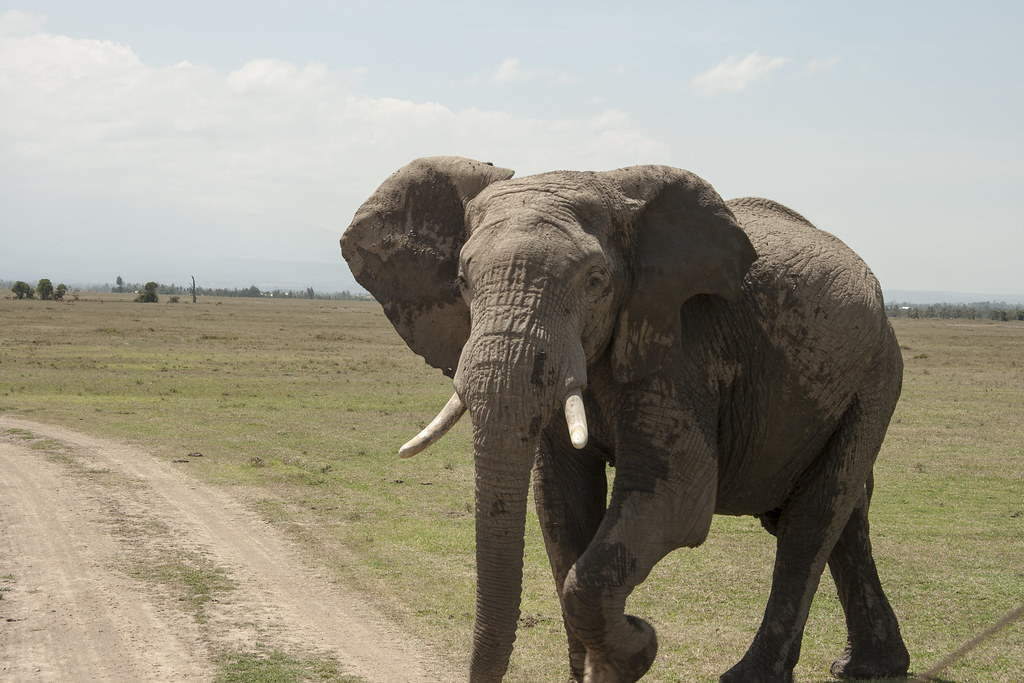 Ol Pejeta Conservancy / Monte Kenya - MEMORIAS DE KENIA 14 días de Safari (12)