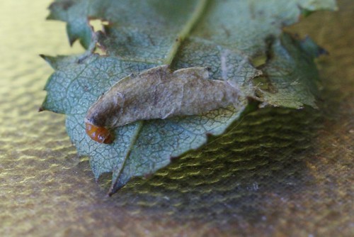Coleophora gryphipennella larval case