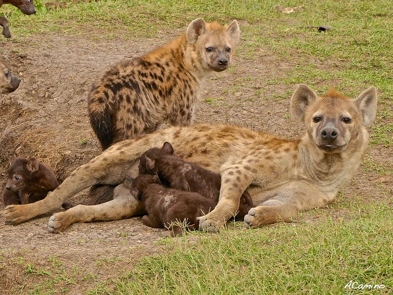 12 días de Safari en Kenia: Jambo bwana - Blogs de Kenia - 2º safari en el Mara: Hipos, Leones, Leopardos, hienas, jirafas, puesta de sol (27)