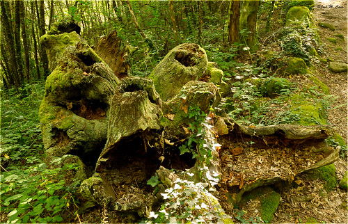 españa landscape spain paisaje bosque árbol orense tocón esgos nikond5100
