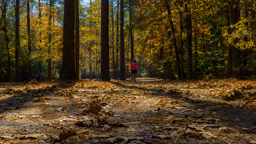 autumn fall leaves sony sigma run jog a600 30mm