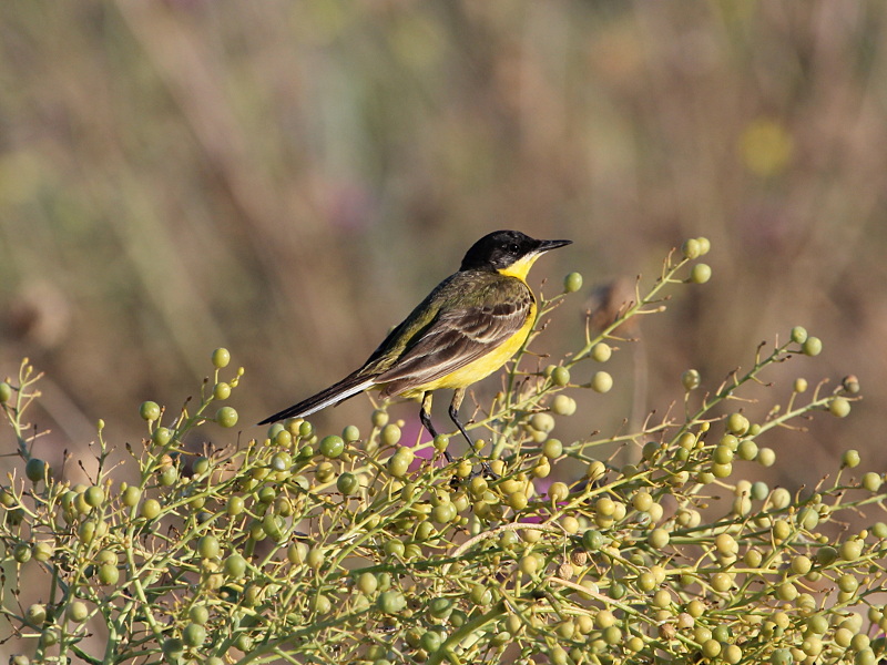 Photograph titled 'Black-headed Wagtail'