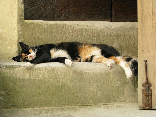 sleeping-cat-tuscany-cr-brian-dore