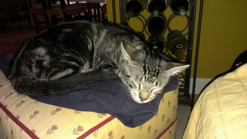 Grissom, gatito atigrado pardo tabby nacido en Marzo´14 en adopción. Valencia. ADOPTADO. 14974535013_ac47f76708
