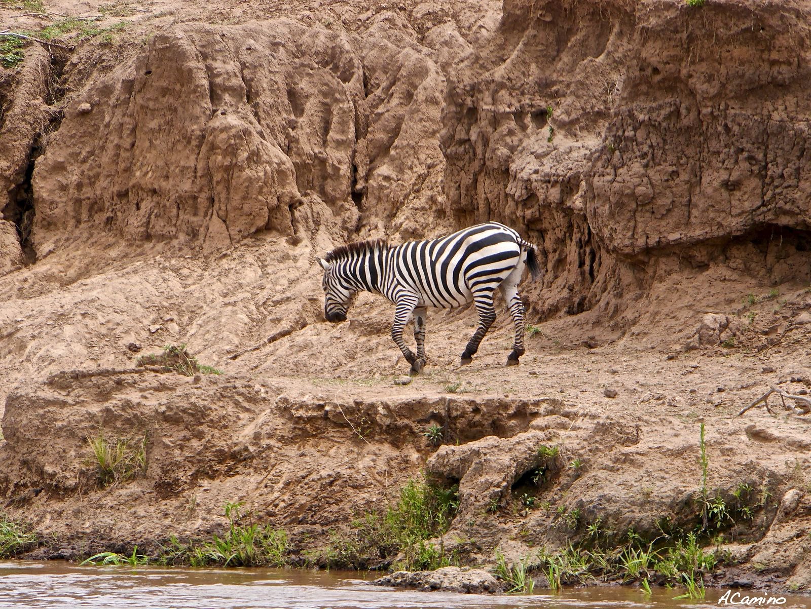 2º safari en el Mara: Hipos, Leones, Leopardos, hienas, jirafas, puesta de sol - 12 días de Safari en Kenia: Jambo bwana (15)