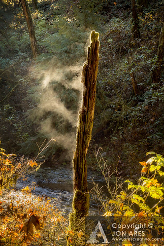 usa tree fall oregon creek sunrise canon warm steam silverfalls snag