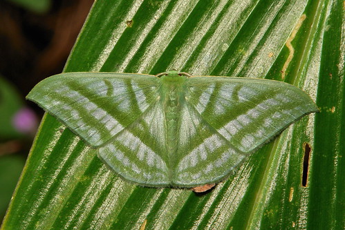 china macro green topf25 insect topf50 top moth lepidoptera geometridae yunnan tweet fbm fbe geometrinae tumblr itchydogimages sinobug