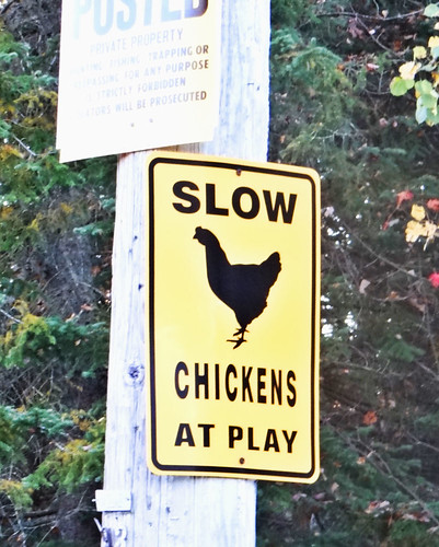 chicken humor adirondacks