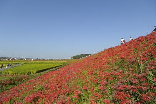 sky nikon rice bluesky 愛知 aichi dike spiderlily paddyfield 田んぼ 彼岸花 handa sigma20mmf18exdgasphericalrf 堤防 青空 ヒガンバナ 半田 d3s 稲穂 earofrice yakachi yakachigawa 矢勝川