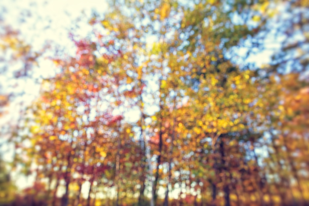 Autumn bokeh