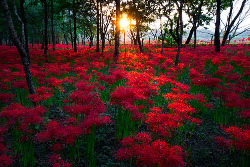 park autumn sunset red sun japan spider lily sony lilies sunburst saitama nex hidaka redspiderlily nex7 dheej18 djvillanueva desereejoyvillanueva sonynex7