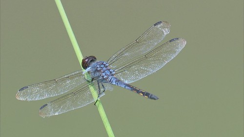 溪神蜻蜓