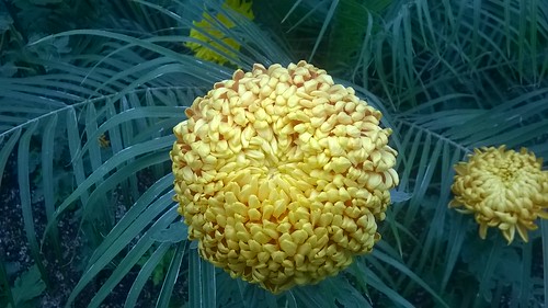 Chrysanthemum Yellow Ball