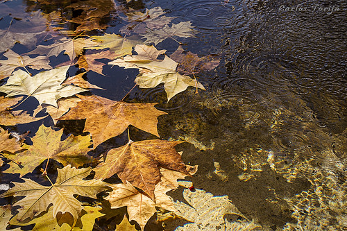autumn fall hoja water fountain leaves hojas leaf agua fuente otoño alcalá carlostorija