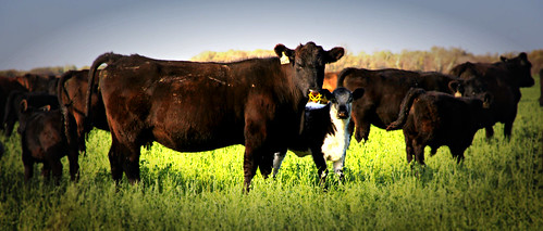 canada field rural canon cows farm country manitoba prairies calves oakbank