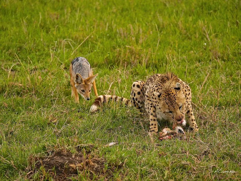 12 días de Safari en Kenia: Jambo bwana - Blogs de Kenia - Gran dia en el M.Mara viendo cazar a los guepardos (69)