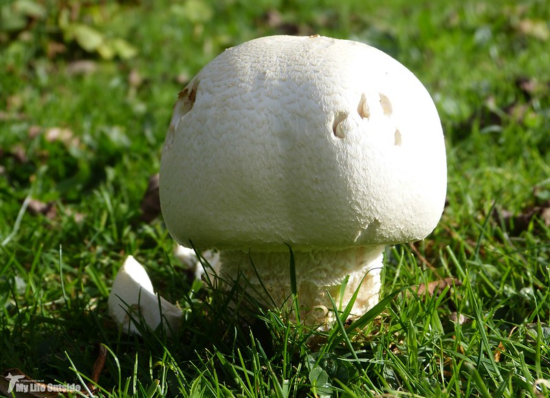 P1100014 - Macro Mushroom (Agaricus urinascens), Llanelli WWT