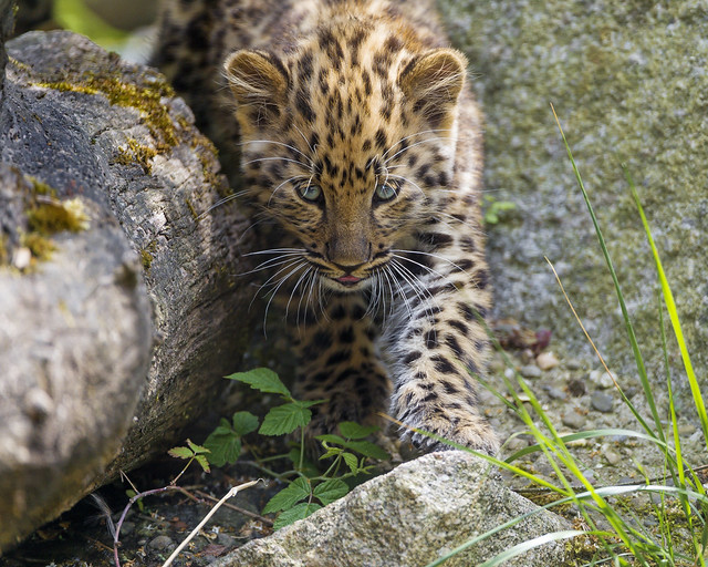 Approaching leopard cub