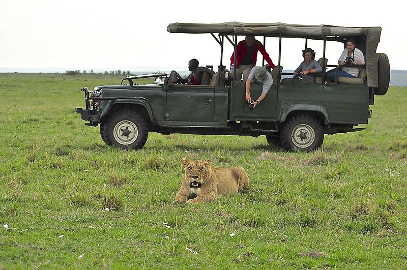 12 días de Safari en Kenia: Jambo bwana - Blogs de Kenia - Gran dia en el M.Mara viendo cazar a los guepardos (61)