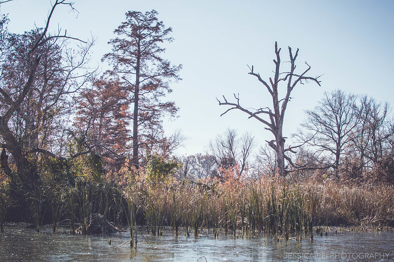 Swamp Marsh in Forest Park St. Louis